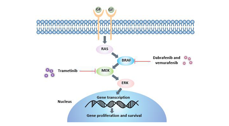 Treatment of targeted MAPK signaling pathway